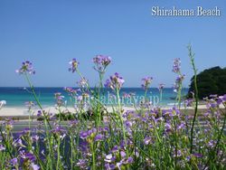 120518shirahama02