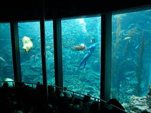 060326aquarium001_1