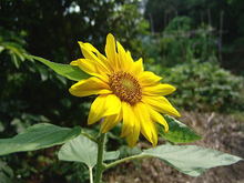 060620sunflower01_1