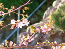 080204mejiro01_2