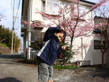 090204sakura02_2