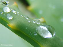 090225waterdrop01_2