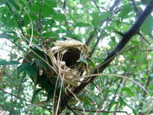 090612nest01