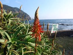 091109aloe01