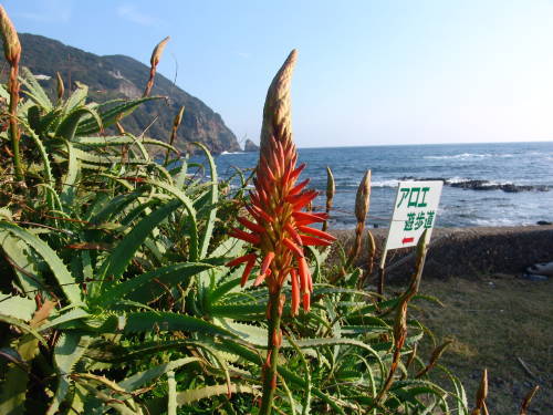 091109aloe01