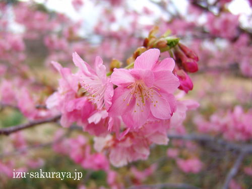 110211sakura03