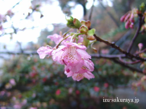 110214sakura01