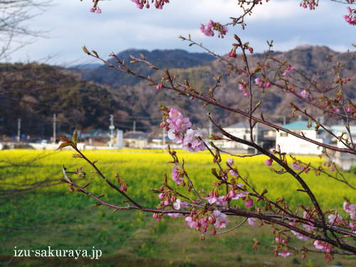 110216cycling04