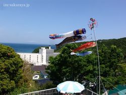 110508koinobori01