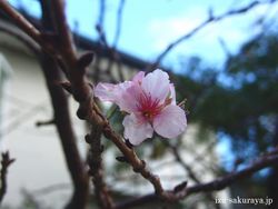 111026sakura01