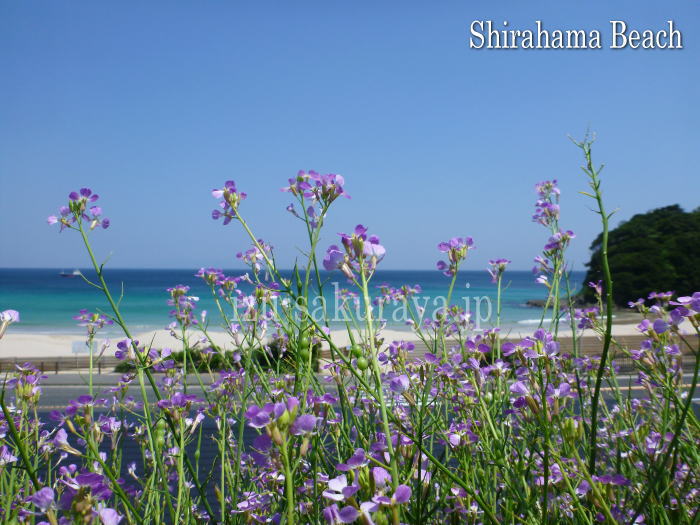 120518shirahama02