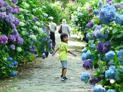 120617hydrangea01