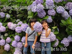 120601hydrangea01