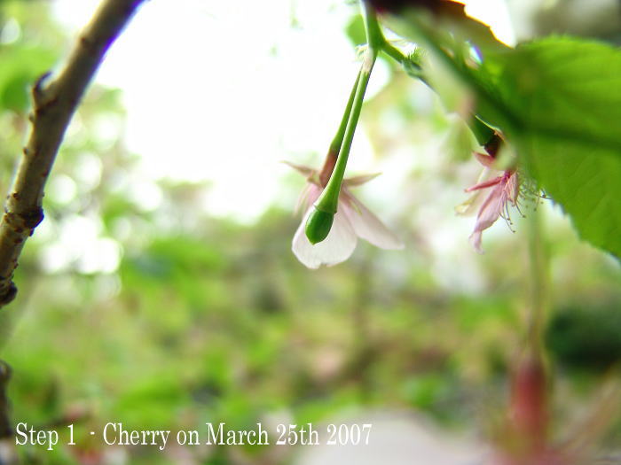 120319cherry01