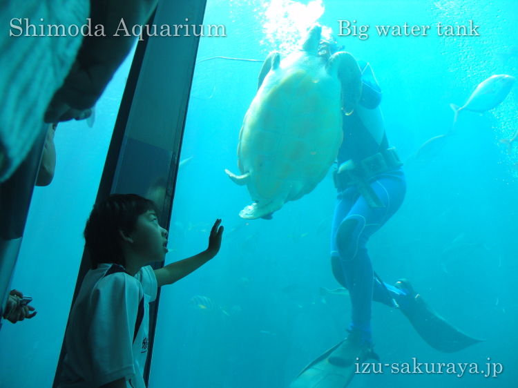 130526aquarium33