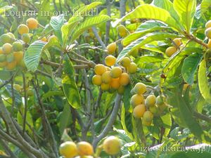 130523loquat02