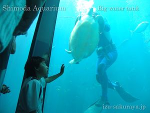 130526aquarium33