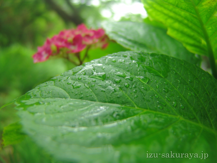 130529hydrangea01