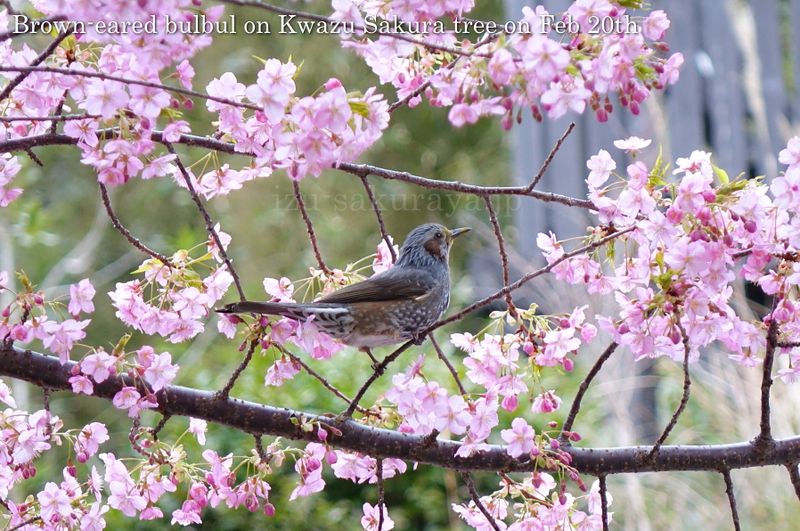 140220bird01