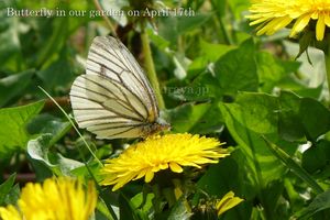 140417butterfly01