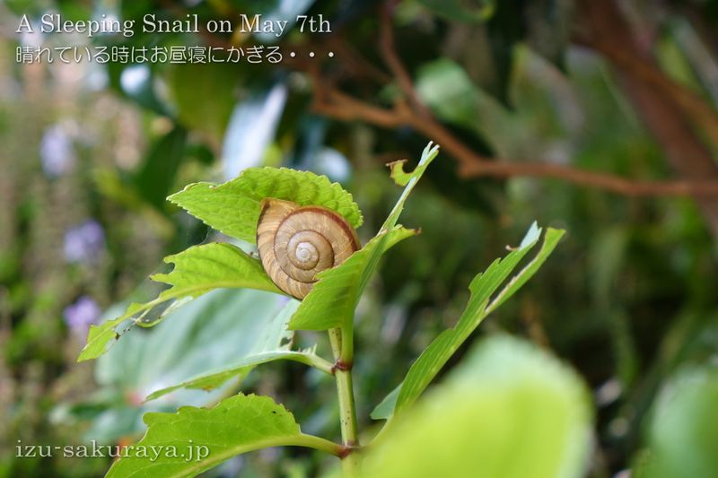 140507snail01