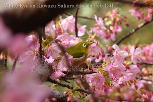 140213bird01