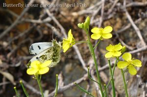 140417butterfly02