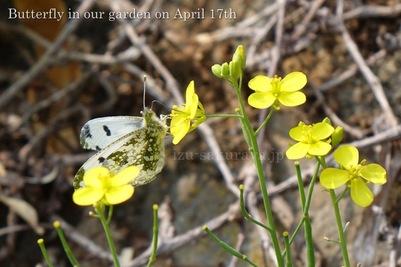 140417butterfly02