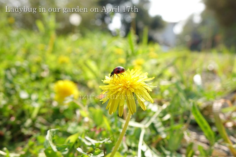 140417ladybug01