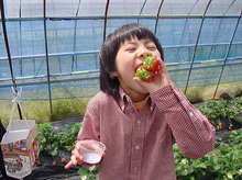 060405strawberry002_1